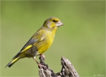 Gruenfink-european_greenfinch-maennlich-2015.jpg