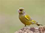 Gruenfink-european_greenfinch-maennlich-24_03_2016.jpg