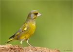 Gruenfink-european_greenfinch-maennlich-29_04_2016.jpg