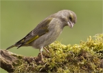 Gruenfink-european_greenfinch-weiblich-05_04_2016.jpg