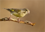 Gruenfink-european_greenfinch-weiblich-15_03_2017.jpg