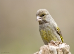 Gruenfink-european_greenfinch-weiblich-24_03_2016.jpg