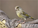 Gruenfink-european_greenfinch-weiblich-29_03_2016.jpg