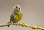 Gruenfink-european_greenfinch.jpg
