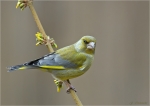 Gruenfink-maennlich-european_greenfinch.jpg