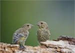 Gruenfinken-Jungvoegel.jpg