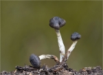 Gruengelbes_Gallertkaeppchen-Leotia_lubrica-mit_Pilzbefall.jpg