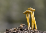 Gruengelbes_Gallertkaeppchen-Leotia_lubrica.jpg
