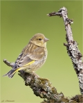 Gruenling-Gruenfink-Jungvogel-14_05_2016.jpg