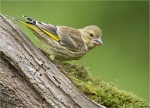 Gruenling-Jungvogel_2016-Gruenfink.jpg
