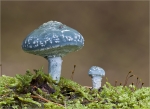 Gruenspan-Traeuschling-Stropharia_aeruginosa-2014.jpg