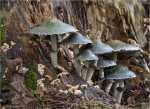 Gruenspan_Traeuschling-Stropharia_aeruginosa-21_10_2012.jpg
