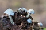 Gruenspan_Traeuschling-Stropharia_aeruginosa.jpg