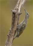 Gruenspecht-Jungvogel-17_07_2017.jpg