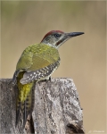 Gruenspecht-Jungvogel-2014.jpg