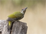 Gruenspecht-Jungvogel-20_06_2014.jpg