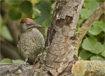 Gruenspecht-Jungvogel-green_woodpecker-August_2016.jpg