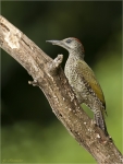 Gruenspecht-Jungvogel_aus_2016-04_07_2016.jpg