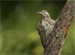 Gruenspecht-Jungvogel_aus_2016-maennlich.jpg