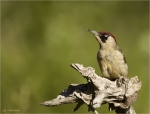Gruenspecht-green_woodpecker-08_06_2019.jpg
