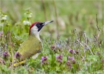 Gruenspecht-green_woodpecker-April_2015.jpg