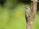Gruenspecht-green_woodpecker-Jungvogel-04_07_2016.jpg