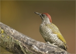 Gruenspecht-green_woodpecker-Jungvogel-20_August_2016.jpg