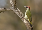 Gruenspecht-green_woodpecker-Maennchen-22_11_2016.jpg