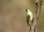 Gruenspecht-green_woodpecker-Weibchen-18_03_2017.jpg