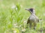 Gruenspecht-green_woodpecker-weiblich-17_05_2015.jpg