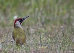 Gruenspecht-green_woodpecker.jpg