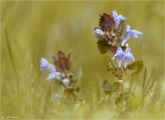 Gundermann-glechoma_hederacea-April_2015.jpg