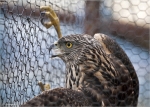 Habicht-goshawk-_im_Huehnerstall-Jungvogel.jpg