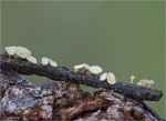 Hakentragender_Krautstaengel-Kurzhaarbecher-Calycina_subherbarum.jpg