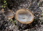 Halbkugeliger_Borstenbecherling-Humaria_hemisphaerica-21_09_2014.jpg