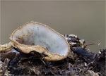 Halbkugeliger_Borstenbecherling-Humaria_hemisphaerica.jpg