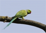 Halsbandsittich-rose-ringed_parakeet-Maerz_2015.jpg