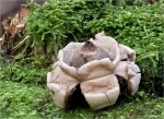Halskrausen_Erdstern-Geastrum_triplex-18_10_2014.jpg