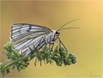 Hartheu_Spanner-Siona_lineata-17_Mai_2017.jpg