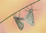 Hartheu_Spanner-Siona_lineata-Paarung.jpg