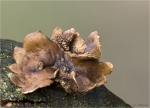 Hasel_Kleiebecherling-Encoelia_furfuracea-Maerz_2017.jpg