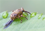 Haselnussbohrer-Curculio_nucum.jpg