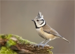 Haubenmeise-Dez__2015-crested_tit.jpg