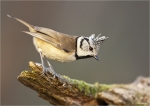 Haubenmeise-crested_tit-09_12_2015.jpg