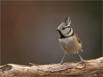 Haubenmeise-crested_tit-25_01_2018.jpg
