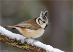Haubenmeise-crested_tit-28_12_2014.jpg