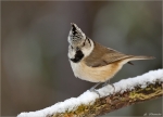 Haubenmeise-crested_tit-am_Futterplatz.jpg