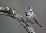 Haubenmeise-crested_tit.jpg