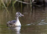 Haubentaucher-great_crested_grebe-Jungvogel.jpg