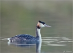 Haubentaucher-great_crested_grebe.jpg